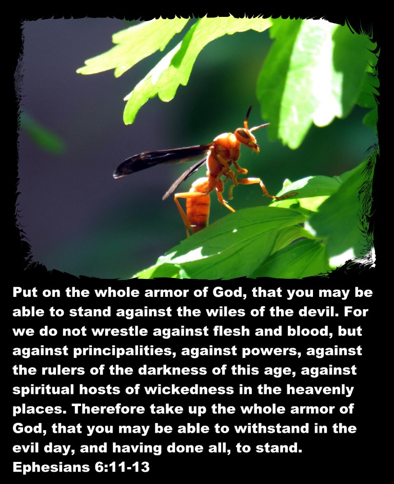 © Photo Artist Susan Ruth Robertson 090025006100 SX 400 (27) - Copy.JPG