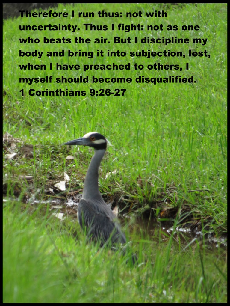 © Photo Artist Susan Ruth Robertson 090025006100 SX 400 (3) - Copy.JPG