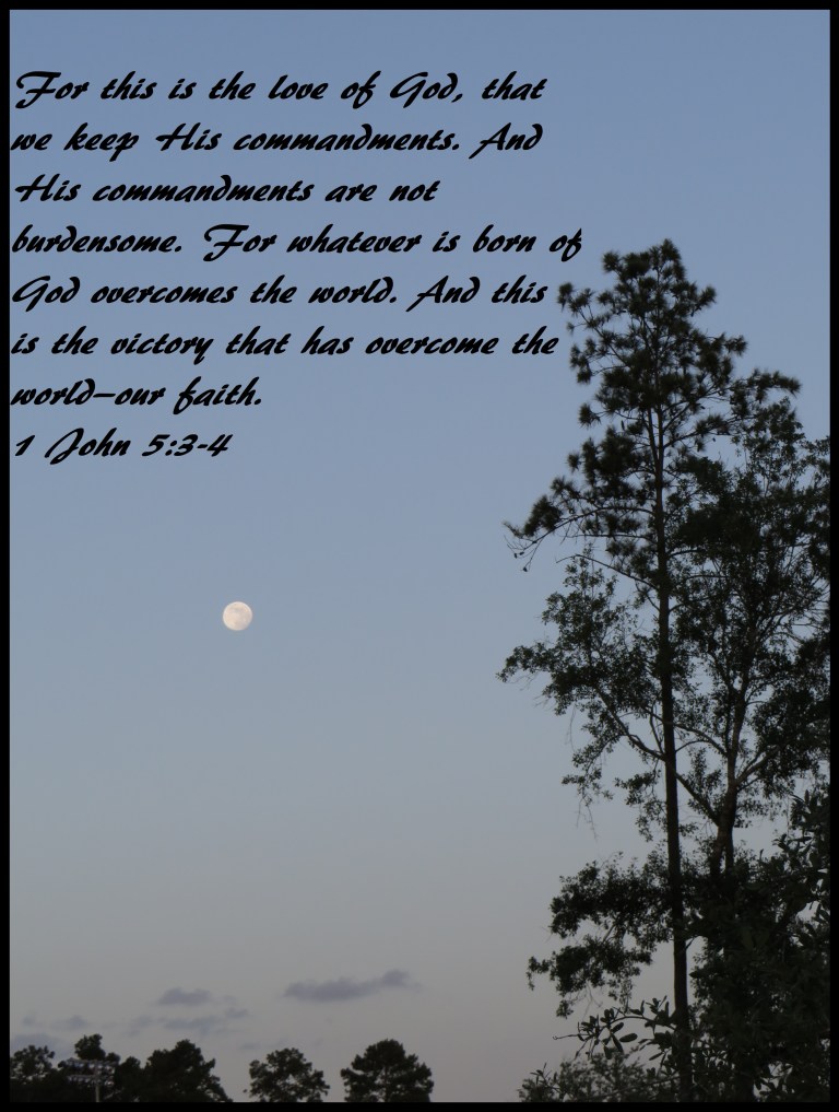 © Photo Artist Susan Ruth Robertson 090025006100 SX 400 (6) - Copy.JPG