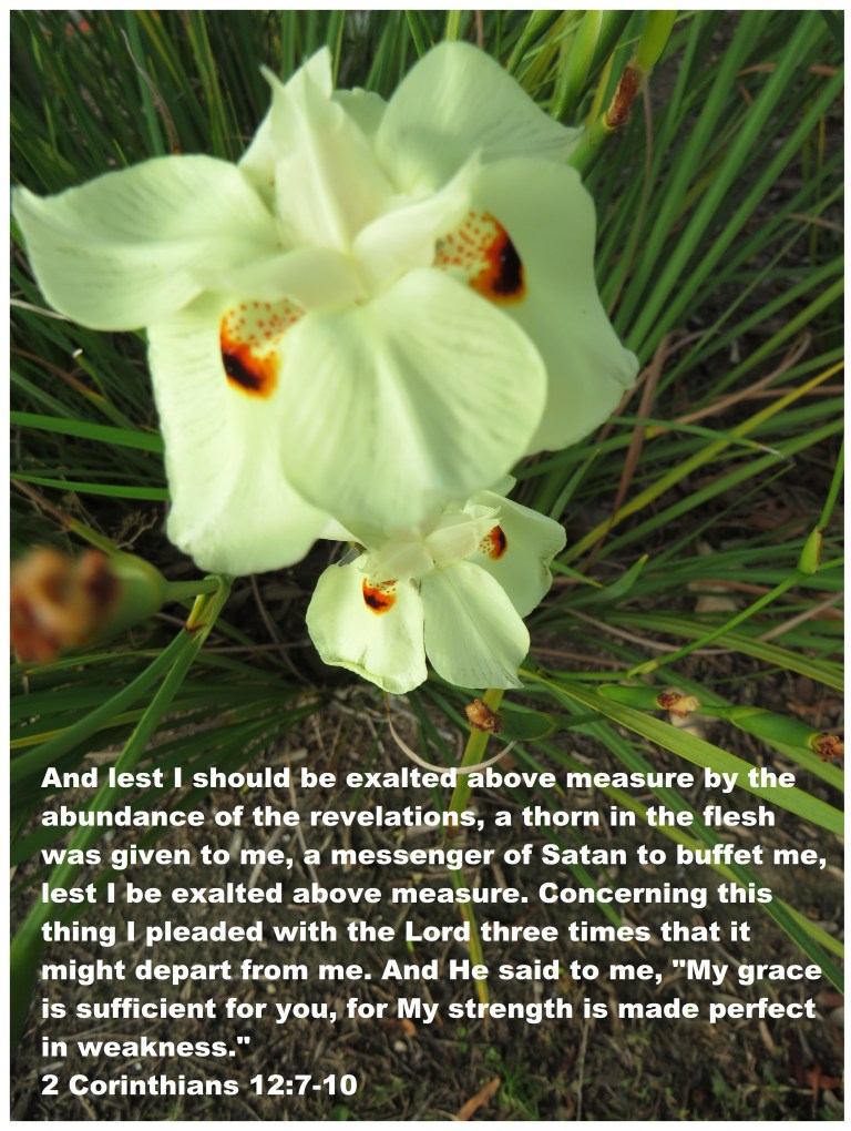 © Photo Artist Susan Ruth Robertson 090025006100 SX 400 (63) - Copy.JPG