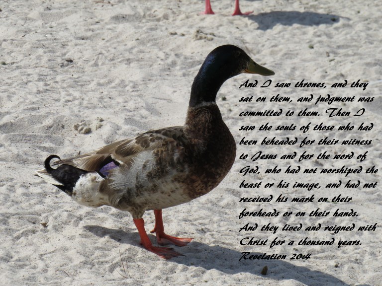 IMG_4139© Photo Artist Susan Ruth Robertson 090025006100 SX 400 IS  (67).JPG