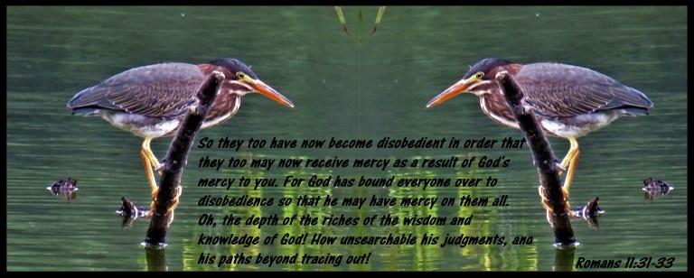 © Photo Artist Susan Ruth Robertson 090025006100 SX 540HS  (103) - Copy.JPG