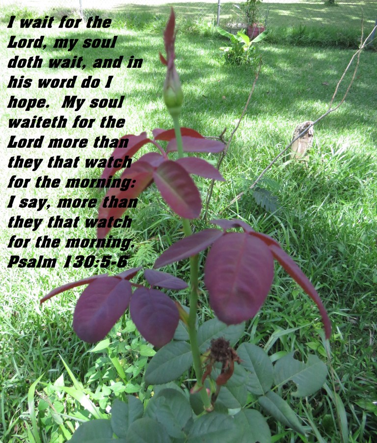 © Photo Artist Susan Ruth Robertson 090025006100 SX 540HS (3) - Copy.JPG