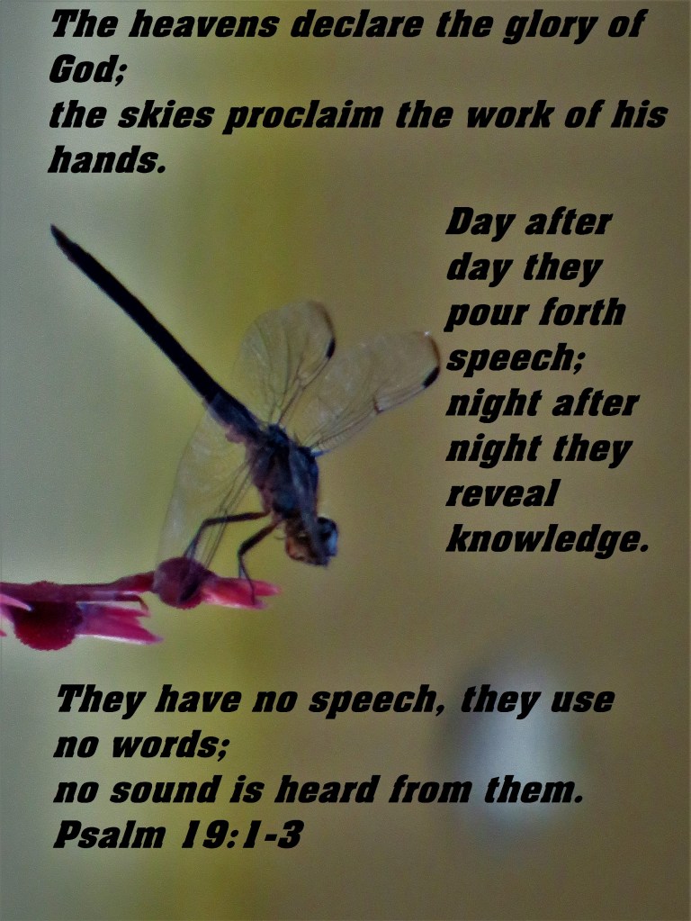 © Photo Artist Susan Ruth Robertson 090025006100 SX 540HS (70).JPG