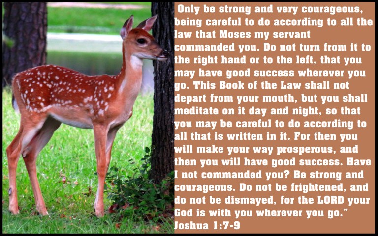 © Photo Artist Susan Ruth Robertson 090025006100 SX 540HS  (88) - Copy.JPG