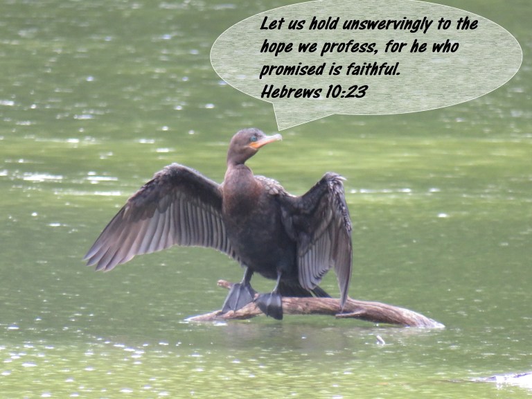 © Photo Artist Susan Ruth Robertson 090025006100 SX 540HS  (89).JPG