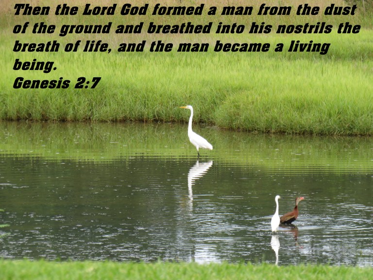 © Photo Artist Susan Ruth Robertson 090025006100 SX 540HS (9) - Copy.JPG