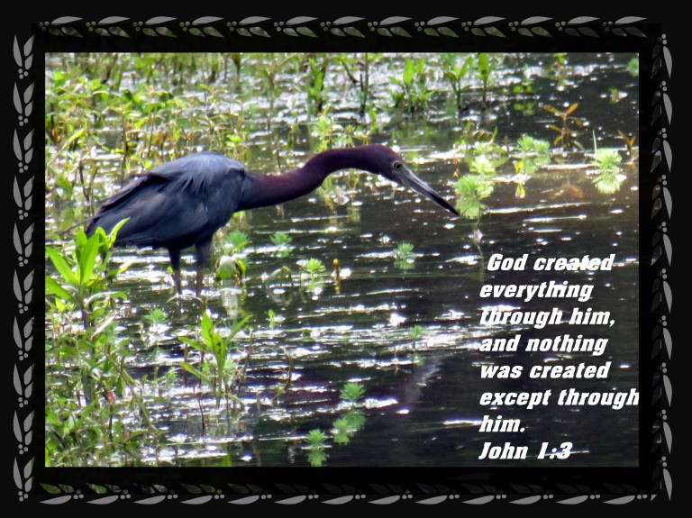 © Photo Artist Susan Ruth Robertson 090025006100 SX 540HS  (92) - Copy.JPG