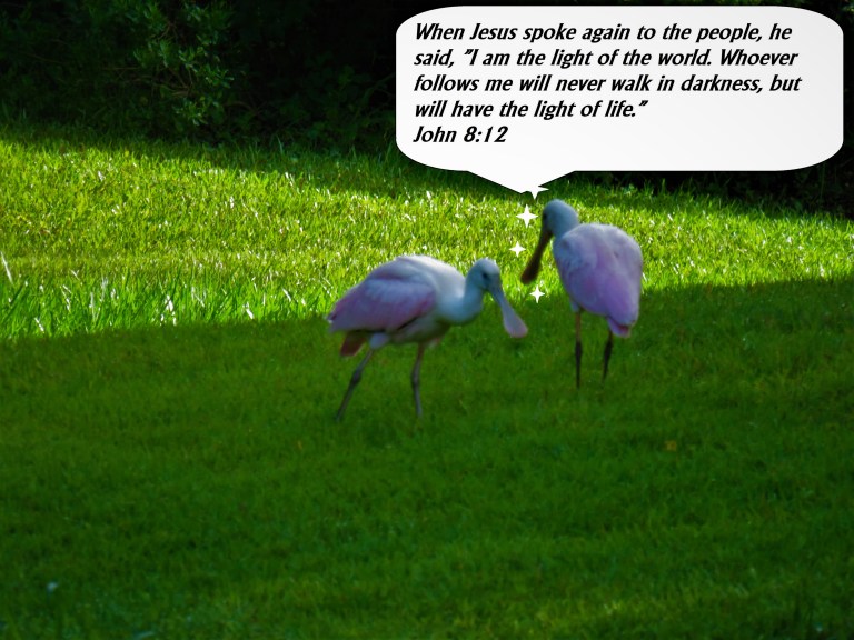 © Photo Artist Susan Ruth Robertson 090025006100 SX540HS 048 - Copy (2).JPG