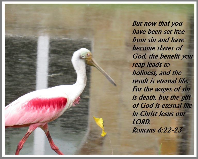 © Photo Artist Susan Ruth Robertson 090025006100 SX540HS 244 - Copy.JPG