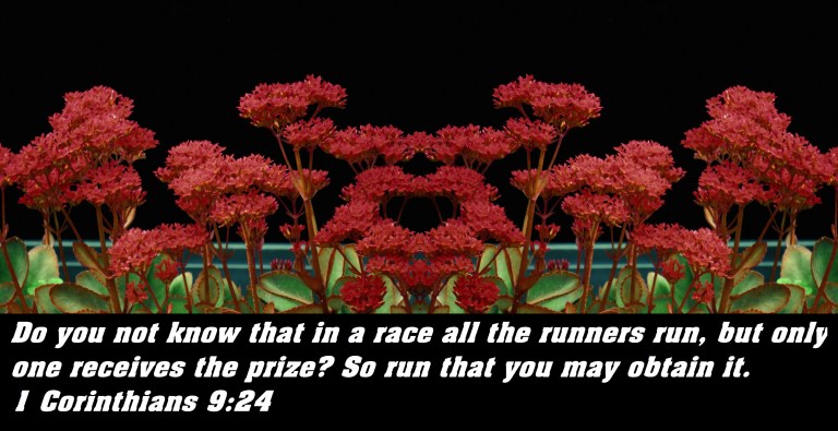 © Photo Artist Susan Ruth Robertson 090025006100 SX 400 (12) - Copy.JPG