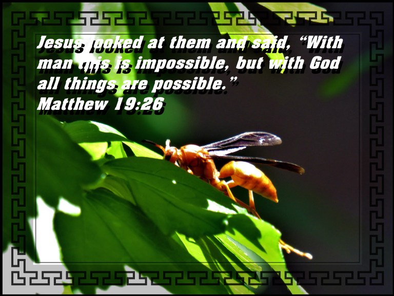 © Photo Artist Susan Ruth Robertson 090025006100 SX 400 (34) - Copy.JPG