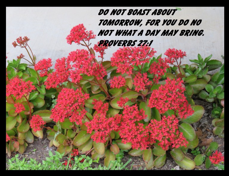 © Photo Artist Susan Ruth Robertson 090025006100 SX 400 (4) - Copy.JPG