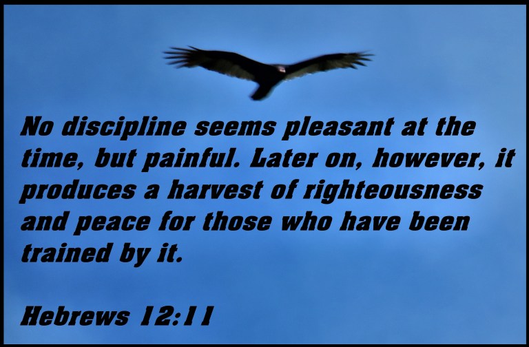 © Photo Artist Susan Ruth Robertson 090025006100 SX 400 IS (94) - Copy.JPG