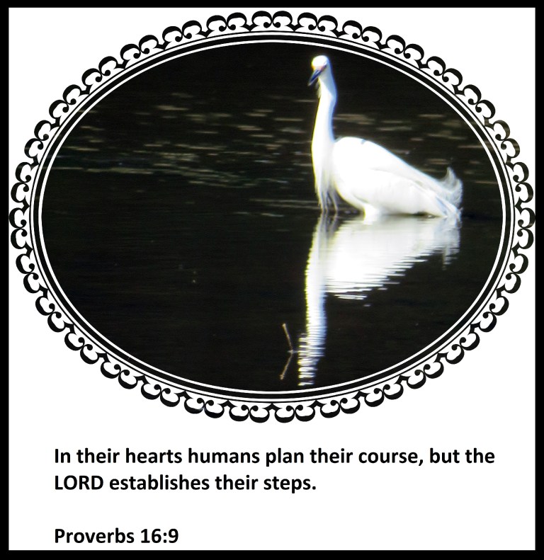 © Photo Artist Susan Ruth Robertson 090025006100 SX 540 HS 014 - Copy - Copy.JPG