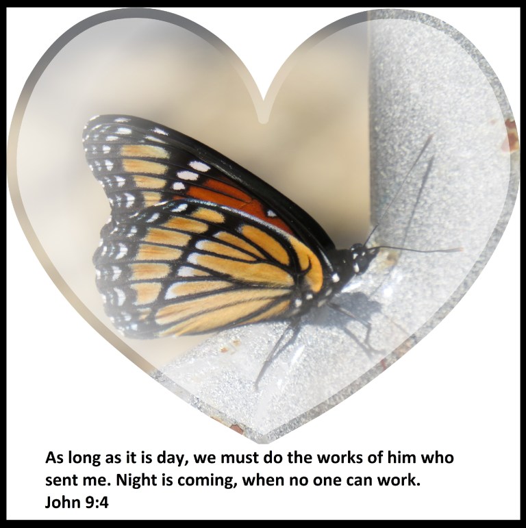 © Photo Artist Susan Ruth Robertson 090025006100 SX 540 HS 037.JPG