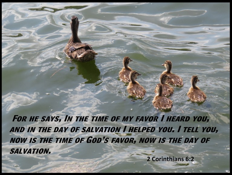 © Photo Artist Susan Ruth Robertson 090025006100 SX 540 HS  (46) - Copy.JPG