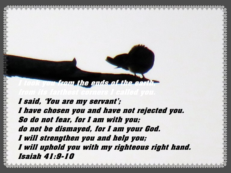 © Photo Artist Susan Ruth Robertson 090025006100 SX 540HS  (10) - Copy.JPG