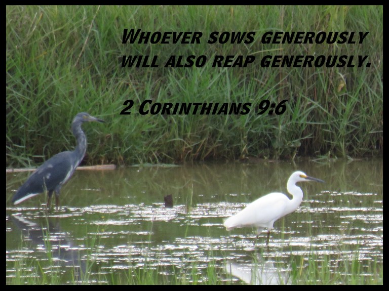 © Photo Artist Susan Ruth Robertson 090025006100 SX 540HS  (12) - Copy.JPG