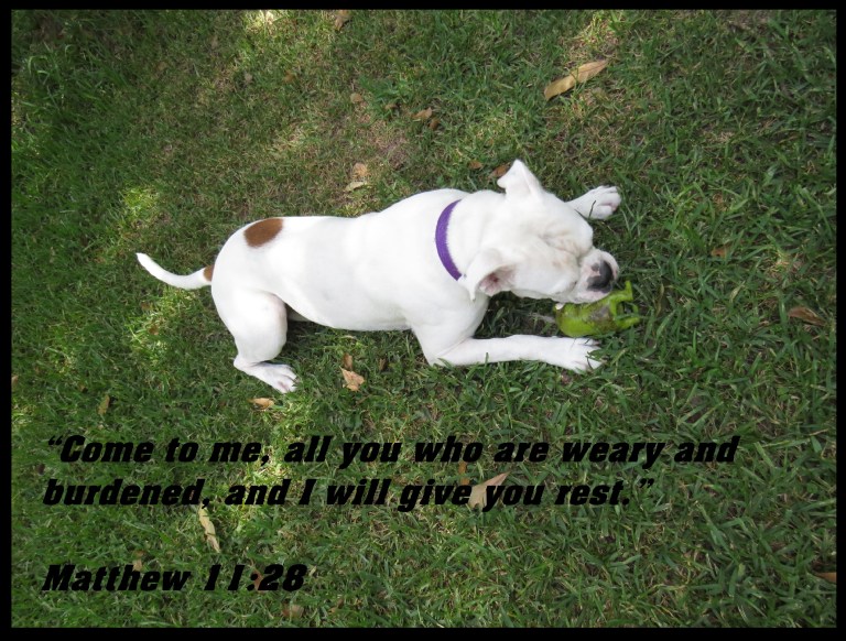 © Photo Artist Susan Ruth Robertson 090025006100 SX 540HS (14) - Copy.JPG