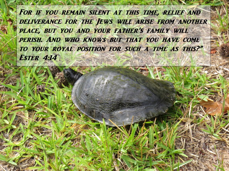 © Photo Artist Susan Ruth Robertson 090025006100 SX 540HS  (222) - Copy.JPG