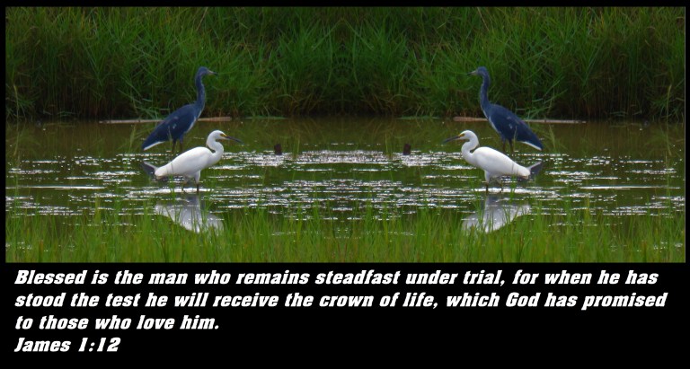 © Photo Artist Susan Ruth Robertson 090025006100 SX 540HS  (33) - Copy.JPG