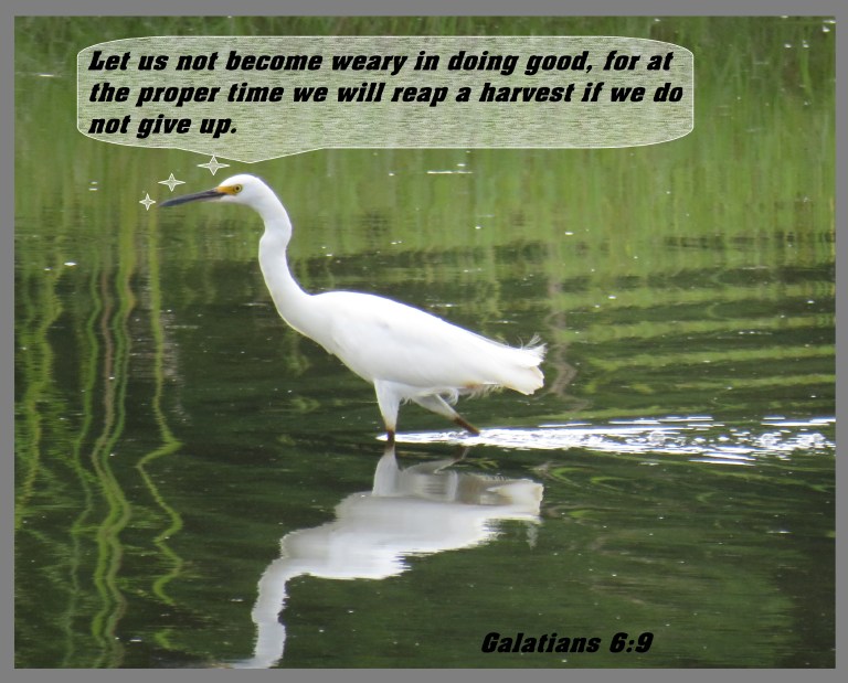 © Photo Artist Susan Ruth Robertson 090025006100 SX 540HS  (4) - Copy.JPG