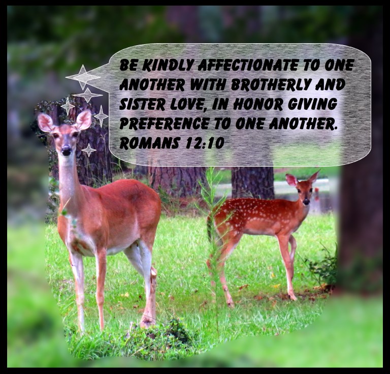 © Photo Artist Susan Ruth Robertson 090025006100 SX 540HS  (83) - Copy - Copy.JPG