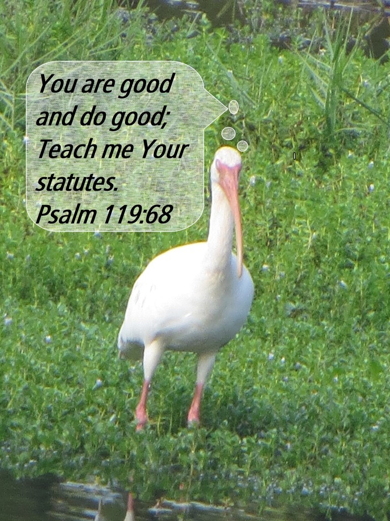 © Photo Artist Susan Ruth Robertson 090025006100 053 - Copy.JPG