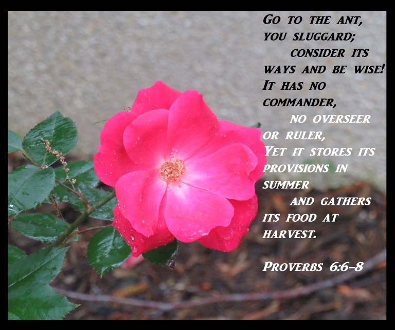 © Photo Artist Susan Ruth Robertson 090025006100 SX 400 (13) - Copy.JPG