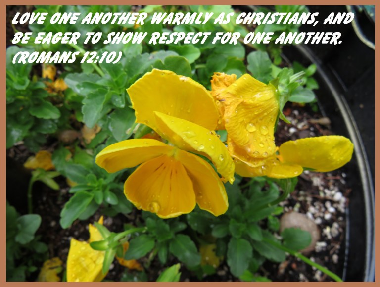 © Photo Artist Susan Ruth Robertson 090025006100 SX 400  (35) - Copy.JPG