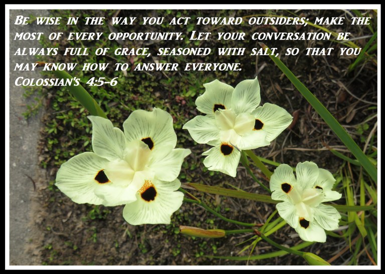 © Photo Artist Susan Ruth Robertson 090025006100 SX 400 (71).JPG