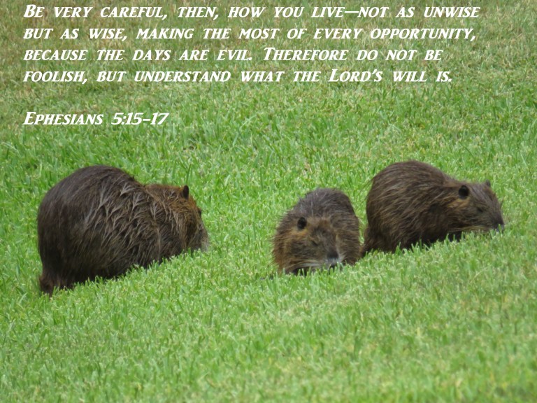 © Photo Artist Susan Ruth Robertson 090025006100 SX 400 IS  (105).JPG