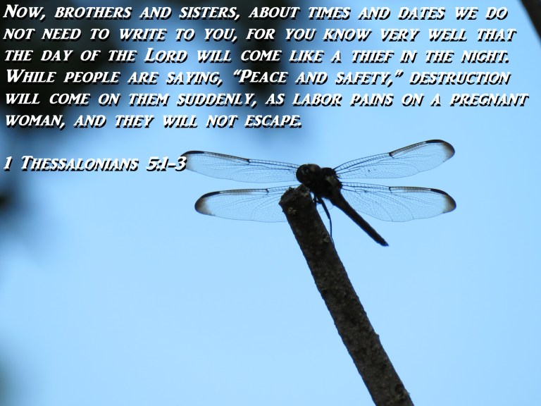 © Photo Artist Susan Ruth Robertson 090025006100 SX 540 HS   (50) - Copy.JPG