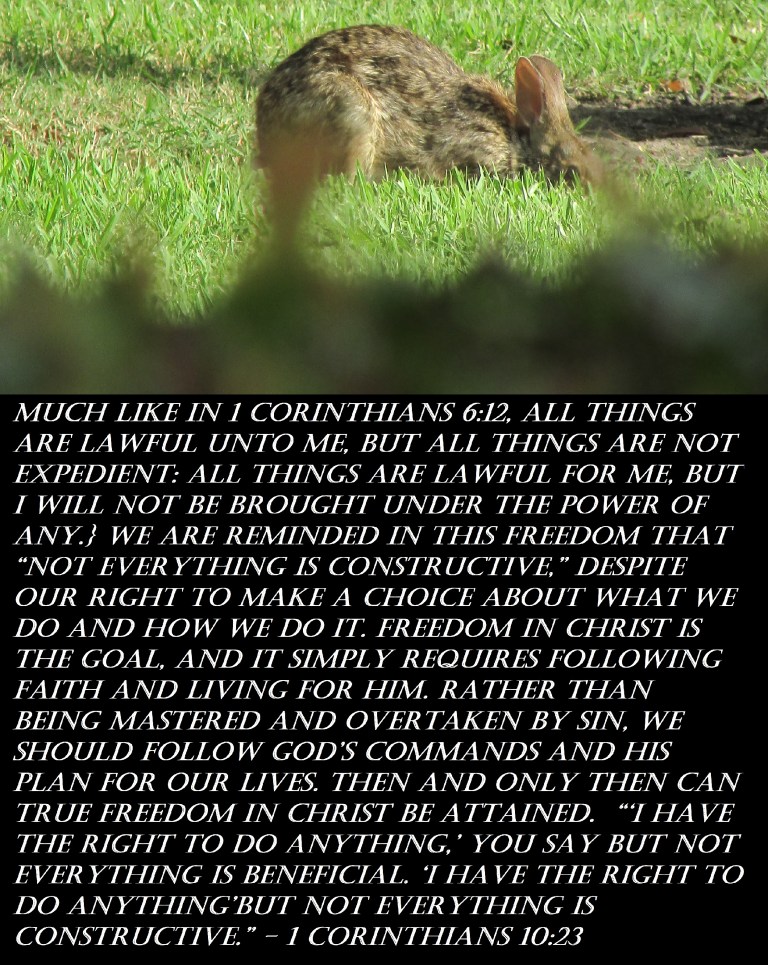 2017-05-23 © Photo Artist Susan Ruth Robertson 090025006100 SX 400 IS 063 - Copy.JPG