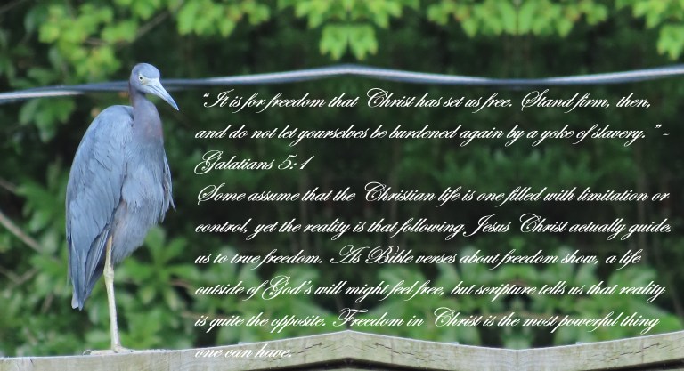 © Photo Artist Susan Ruth Robertson 090025006100 SX70HS 026 - Copy.JPG