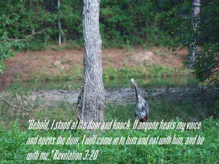 © Photo Artist Susan Ruth Robertson 090025006100 SX70HS 034 - Copy.JPG