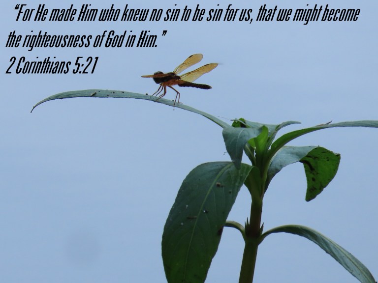 © Photo Artist Susan Ruth Robertson 090025006100 SX70HS 056 - Copy.JPG