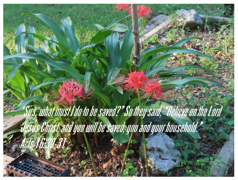 © Photo Artist Susan Ruth Robertson 090025006100 SX70HS 063 - Copy.JPG