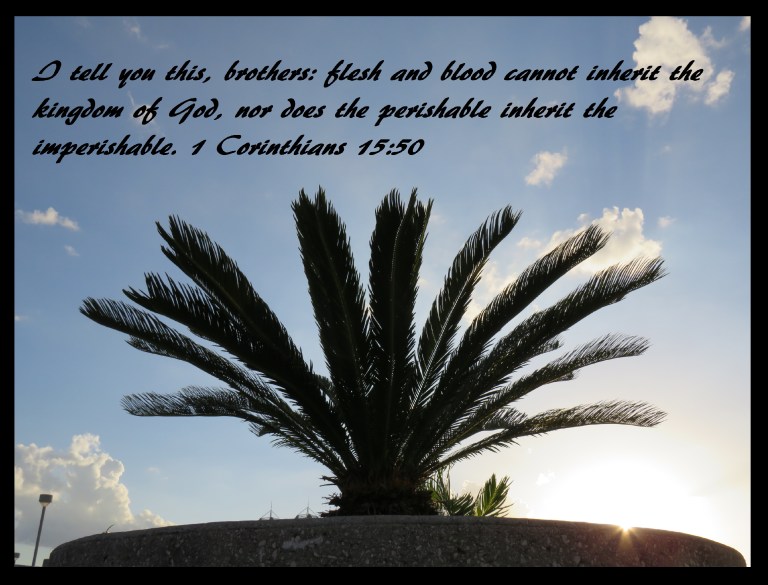 © Photo Artist Susan Ruth Robertson 090025006100 SX 400 IS (39) - Copy