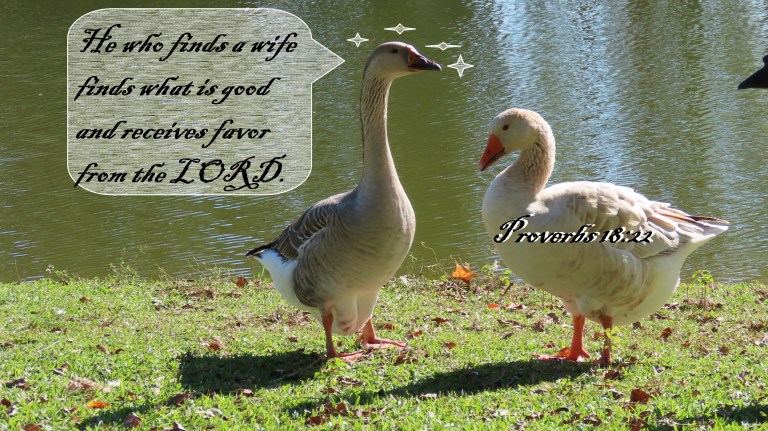 © Photo Artist Susan Ruth Robertson 090025006100 SX70HS 021 - Copy.JPG