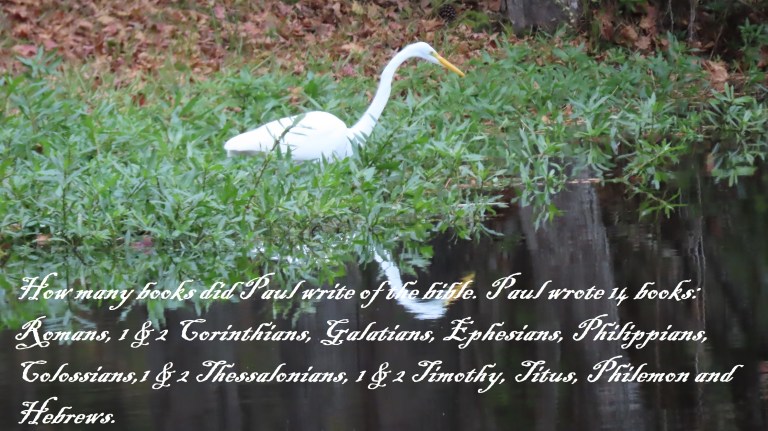 © Photo Artist Susan Ruth Robertson 090025006100 SX70HS 061 - Copy.JPG