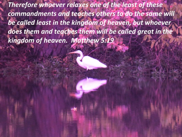 © Photo Artist Susan Ruth Robertson 090025006100Canon PowerShot SX70 HS (215) - Copy.JPG