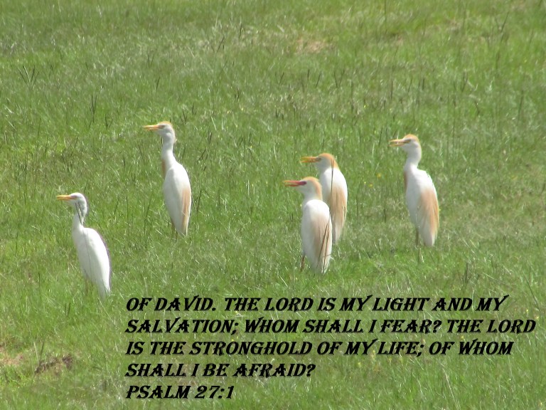 © Photo Artist Susan ruth Robertson 09002500100 043 - Copy