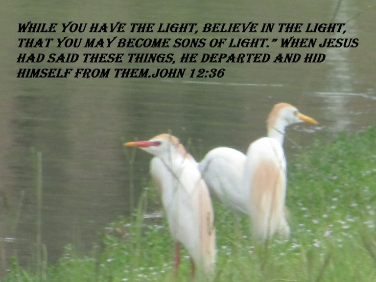 © Photo Artist Susan ruth Robertson 09002500100 049 - Copy