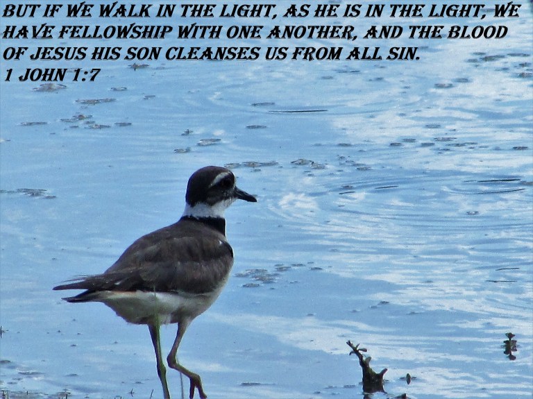 © Photo Artist Susan ruth Robertson 09002500100 064 - Copy (3) - Copy.JPG