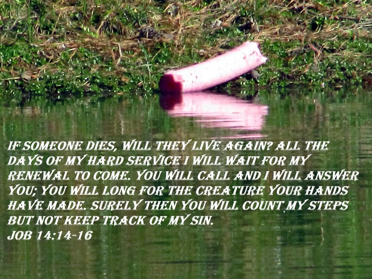 © Photo Artist Susan Ruth Robertson 090025006100 004 - Copy.JPG