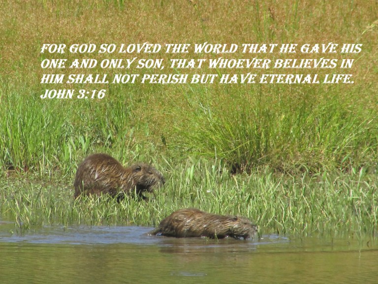 © Photo Artist Susan Ruth Robertson 090025006100 SX 400 IS 001 - Copy.JPG