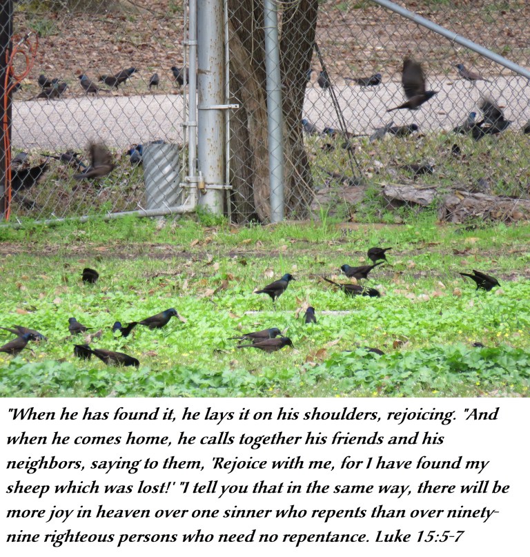 © Photo Artist Susan Ruth Robertson 090025006100 SX540HS 012 - Copy.JPG