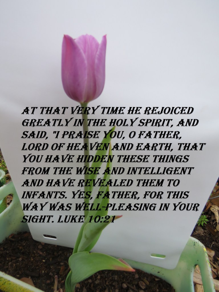 © Photo Artist Susan Ruth Robertson 090025006100 SX540HS 036 - Copy.JPG